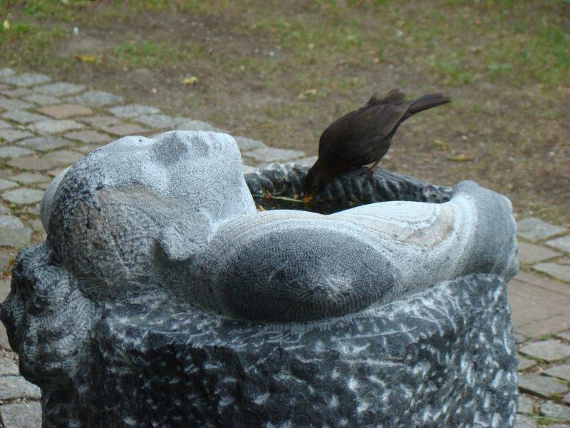 Amsel auf der Vogeltränke